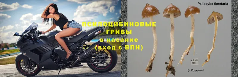 площадка клад  наркота  Аткарск  Псилоцибиновые грибы MAGIC MUSHROOMS 